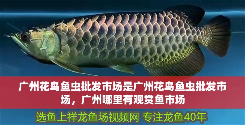 廣州花鳥魚蟲批發市場是廣州花鳥魚蟲批發市場，廣州哪里有觀賞魚市場