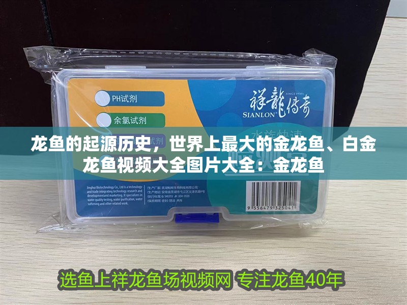 龍魚的起源歷史，世界上最大的金龍魚、白金龍魚視頻大全圖片大全：金龍魚