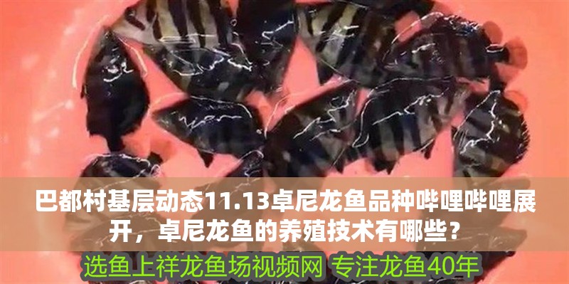 巴都村基層動(dòng)態(tài)11.13卓尼龍魚品種嗶哩嗶哩展開(kāi)，卓尼龍魚的養(yǎng)殖技術(shù)有哪些？