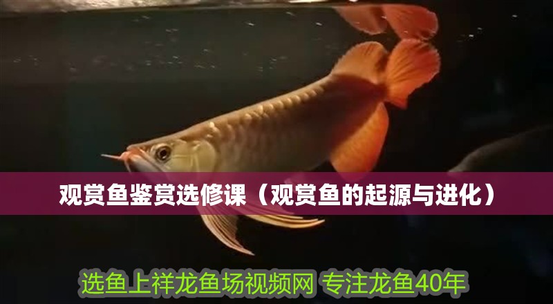 觀賞魚鑒賞選修課（觀賞魚的起源與進化）