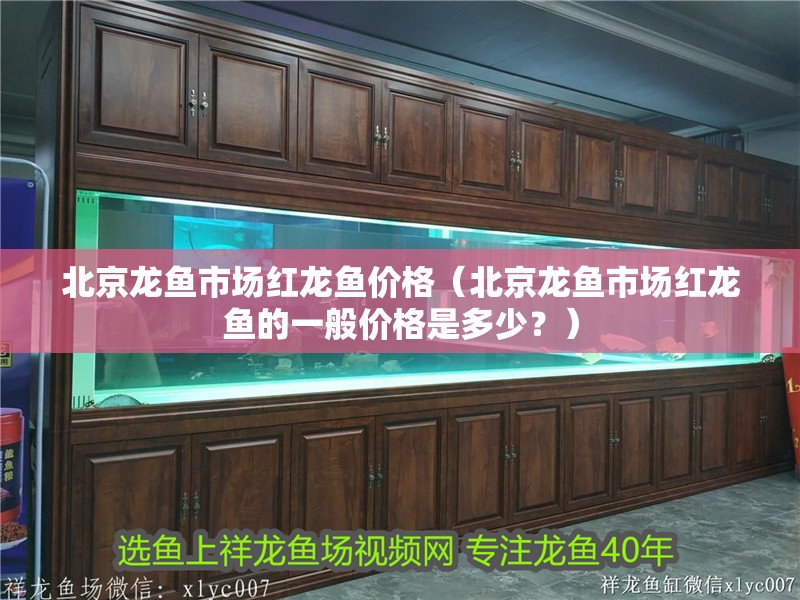 北京龍魚市場紅龍魚價格(北京龍魚市場紅龍魚的一般價格是多少?) 觀賞魚百科 第2張 北京龍魚市場紅龍魚價格(北京龍魚市場紅龍魚的一般價格是多少?) 北京龍魚市場紅龍魚價格(北京龍魚市場紅龍魚的一般價格是多少?) 觀賞魚百科 第2張