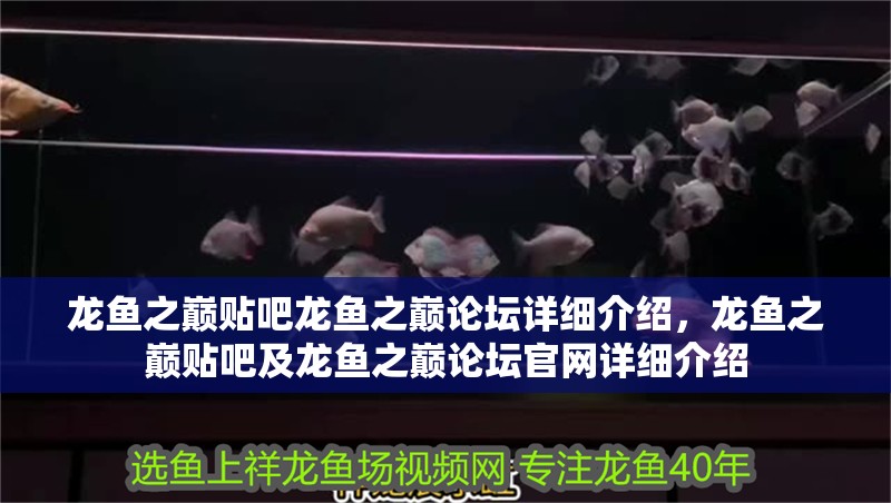 龍魚之巔貼吧龍魚之巔論壇詳細(xì)介紹，龍魚之巔貼吧及龍魚之巔論壇官網(wǎng)詳細(xì)介紹