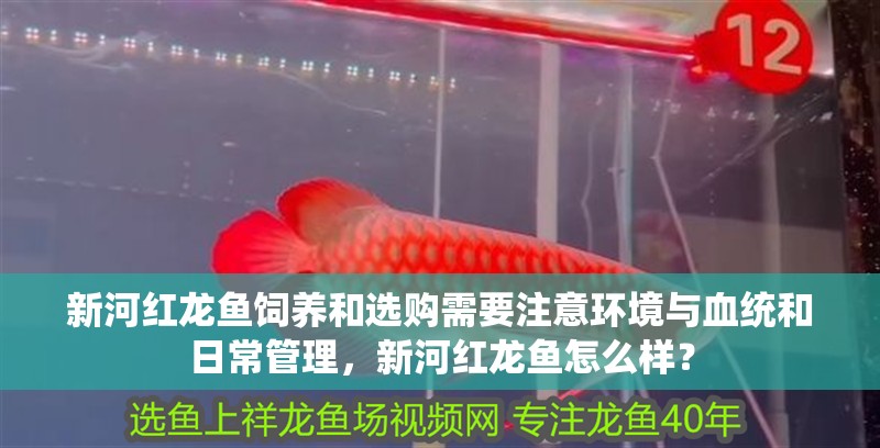 新河紅龍魚飼養和選購需要注意環境與血統和日常管理，新河紅龍魚怎么樣？