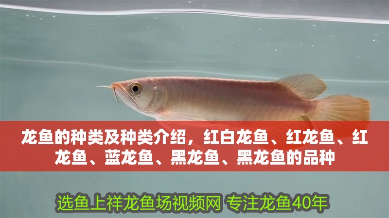 龍魚的種類及種類介紹，紅白龍魚、紅龍魚、紅龍魚、藍龍魚、黑龍魚、黑龍魚的品種