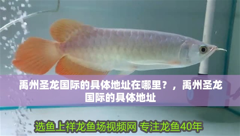 禹州圣龍國際的具體地址在哪里？，禹州圣龍國際的具體地址