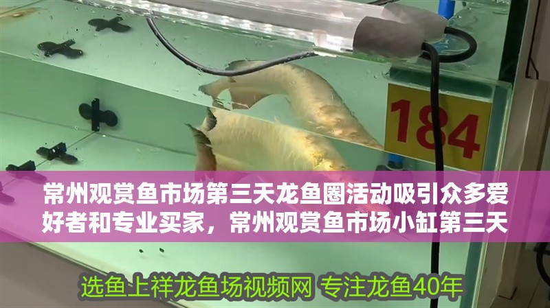 常州觀賞魚市場第三天龍魚圈活動吸引眾多愛好者和專業買家，常州觀賞魚市場小缸第三天