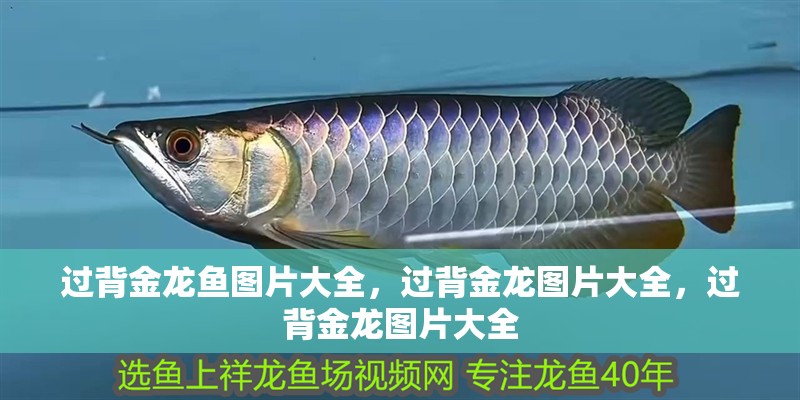 過背金龍魚圖片大全，過背金龍圖片大全，過背金龍圖片大全