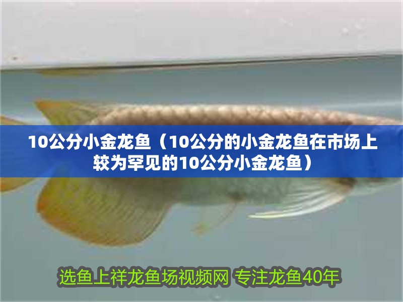 10公分<strong><mark>小金</mark></strong>龍魚（10公分的<strong><mark>小金</mark></strong>龍魚在市場上較為罕見的10公分<strong><mark>小金</mark></strong>龍魚）