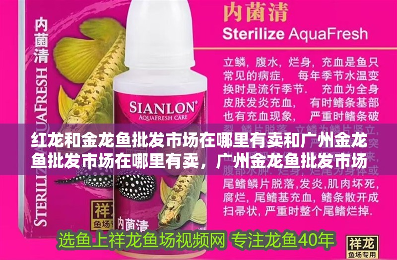 紅龍和金龍魚批發市場在哪里有賣和廣州金龍魚批發市場在哪里有賣，廣州金龍魚批發市場在哪里賣