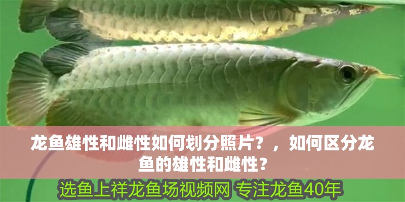龍魚雄性和雌性如何劃分照片？，如何區分龍魚的雄性和雌性？