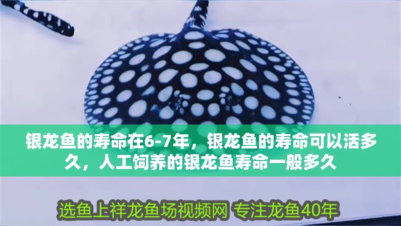 銀龍魚的壽命在6-7年，銀龍魚的壽命可以活多久，人工飼養(yǎng)的銀龍魚壽命一般多久