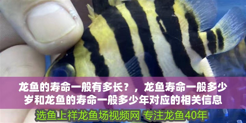 龍魚的壽命一般有多長？，龍魚壽命一般多少歲和龍魚的壽命一般多少年對應(yīng)的相關(guān)信息