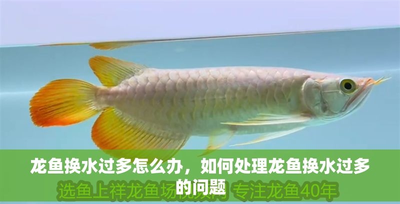 龍魚換水過多怎么辦，如何處理龍魚換水過多的問題 龍魚換水過多怎么辦，如何處理龍魚換水過多的問題 龍魚百科 第2張