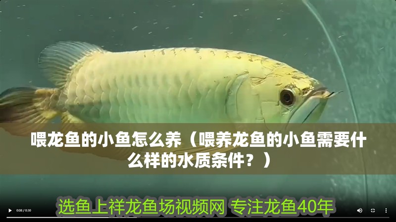 喂龍魚的小魚怎么養(yǎng)（喂養(yǎng)龍魚的小魚需要什么樣的水質(zhì)條件？）