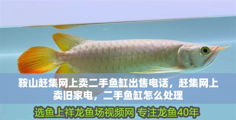 鞍山趕集網上賣二手魚缸出售電話，趕集網上賣舊家電，二手魚缸怎么處理