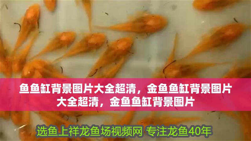 魚魚缸背景圖片大全超清，金魚魚缸背景圖片大全超清，金魚魚缸背景圖片