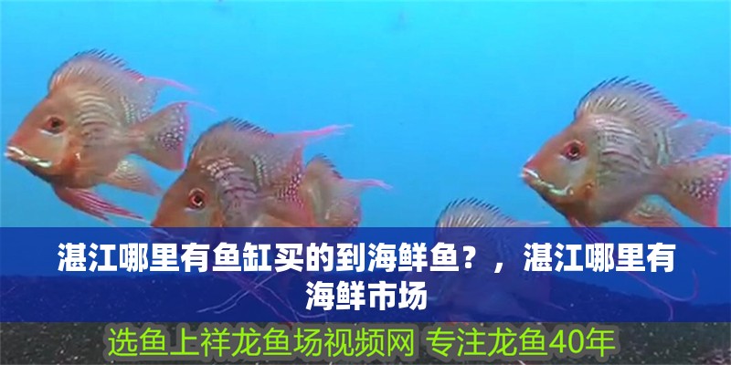 湛江哪里有魚缸買的到海鮮魚？，湛江哪里有海鮮市場