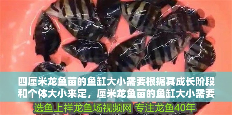 四厘米龍魚苗的魚缸大小需要根據其成長階段和個體大小來定，厘米龍魚苗的魚缸大小需要根據其成長階段和個體大小來定