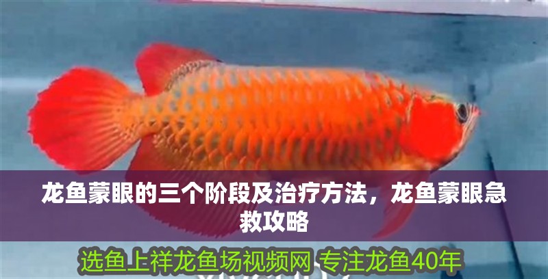 龍魚蒙眼的三個(gè)階段及治療方法，龍魚蒙眼急救攻略
