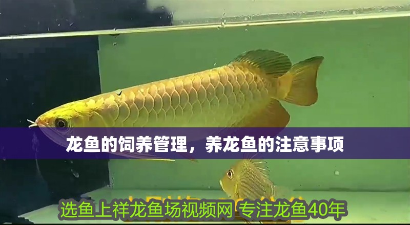 龍魚的飼養管理，養龍魚的注意事項