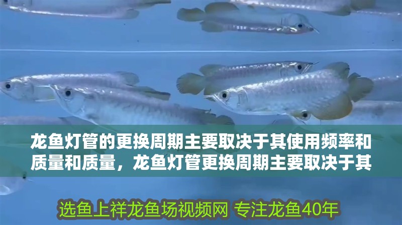 龍魚(yú)燈管的更換周期主要取決于其使用頻率和質(zhì)量和質(zhì)量，龍魚(yú)燈管更換周期主要取決于其使用頻率和質(zhì)量和質(zhì)量
