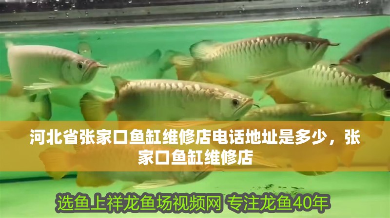 河北省張家口魚缸維修店電話地址是多少，張家口魚缸維修店
