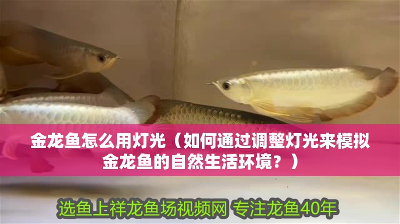 金龍魚怎么用燈光（如何通過調整燈光來模擬金龍魚的自然生活環境？）