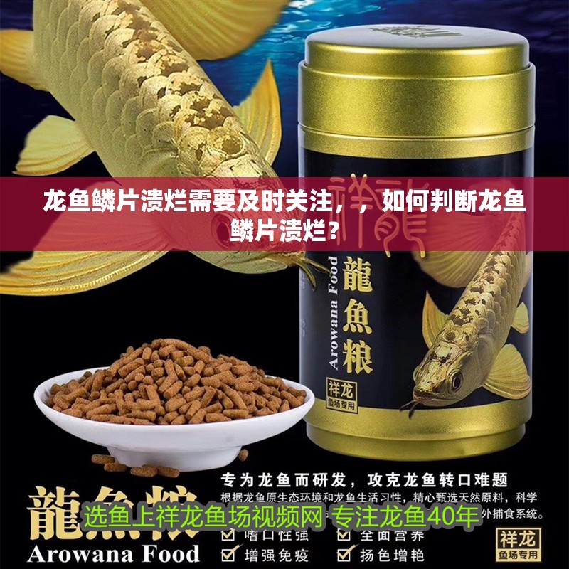龍魚鱗片潰爛需要及時關注，，如何判斷龍魚鱗片潰爛？