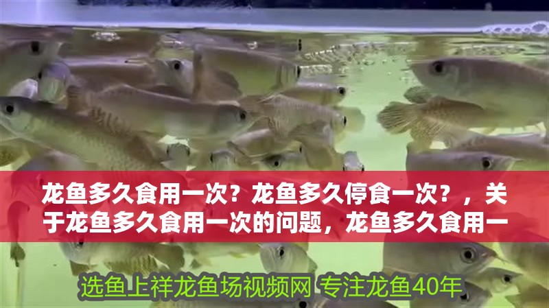 龍魚多久食用一次？龍魚多久停食一次？，關于龍魚多久食用一次的問題，龍魚多久食用一次的問題
