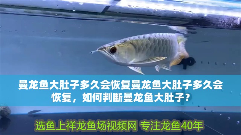 曼龍魚大肚子多久會(huì)恢復(fù)曼龍魚大肚子多久會(huì)恢復(fù)，如何判斷曼龍魚大肚子？