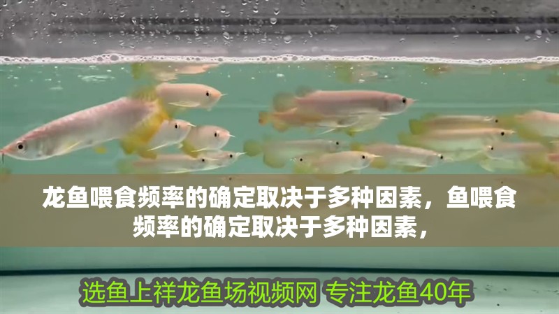 龍魚喂食頻率的確定取決于多種因素，魚喂食頻率的確定取決于多種因素，
