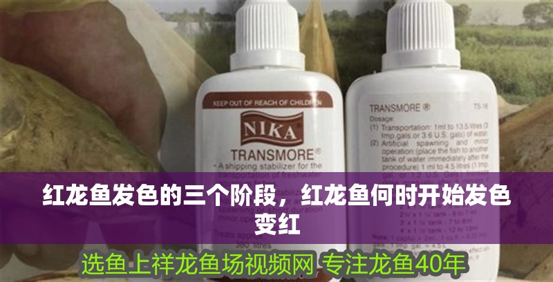 紅龍魚發色的三個階段，紅龍魚何時開始發色變紅