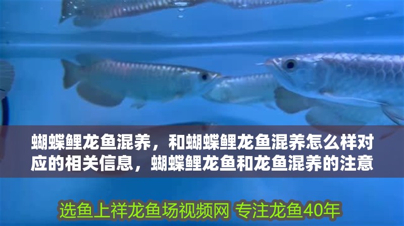 蝴蝶鯉龍魚混養，和蝴蝶鯉龍魚混養怎么樣對應的相關信息，蝴蝶鯉龍魚和龍魚混養的注意事項