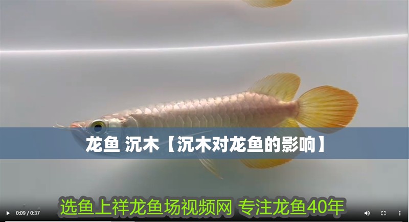 龍魚 沉木【沉木對龍魚的影響】