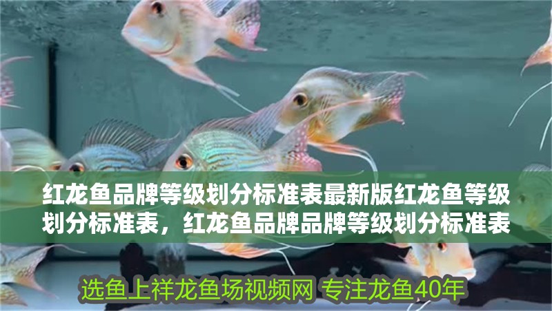 紅龍魚品牌等級劃分標(biāo)準(zhǔn)表最新版紅龍魚等級劃分標(biāo)準(zhǔn)表，紅龍魚品牌品牌等級劃分標(biāo)準(zhǔn)表