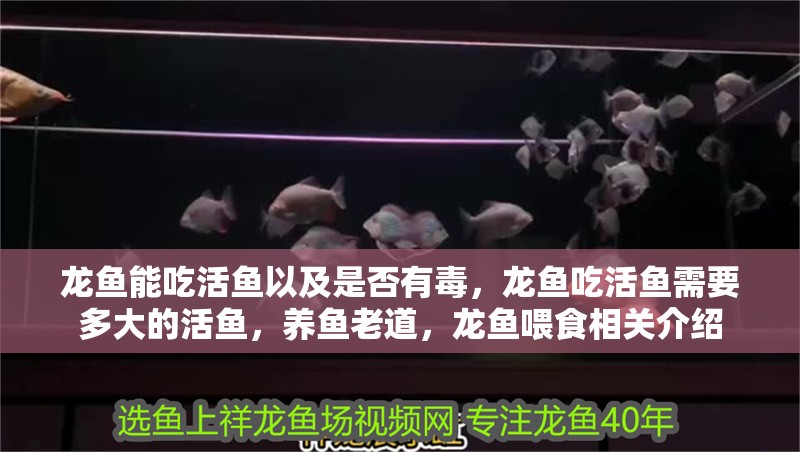龍魚能吃活魚以及是否有毒，龍魚吃活魚需要多大的活魚，養魚老道，龍魚喂食相關介紹