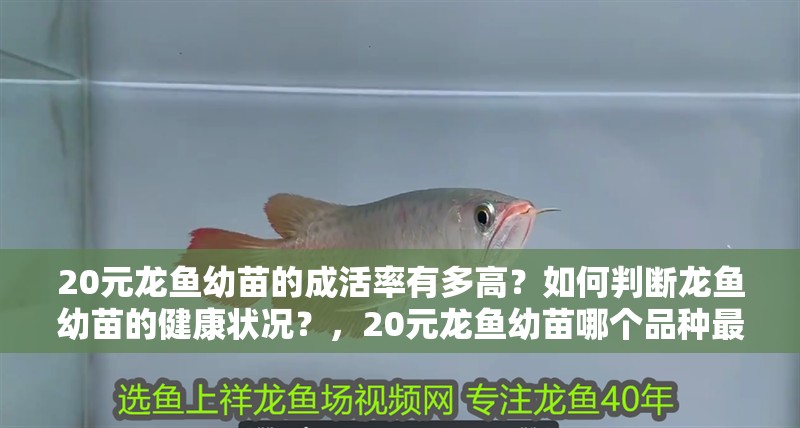 20元龍魚幼苗的成活率有多高？如何判斷龍魚幼苗的健康狀況？，20元龍魚幼苗哪個(gè)品種最受歡迎20元龍魚幼苗哪個(gè)品種最受歡迎