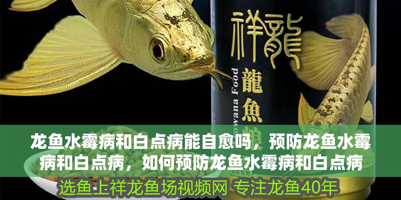 龍魚水霉病和白點病能自愈嗎，預防龍魚水霉病和白點病，如何預防龍魚水霉病和白點病