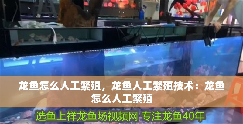龍魚怎么人工繁殖，龍魚人工繁殖技術(shù)：龍魚怎么人工繁殖