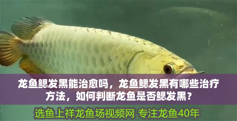龍魚鰓發黑能治愈嗎，龍魚鰓發黑有哪些治療方法，如何判斷龍魚是否鰓發黑？
