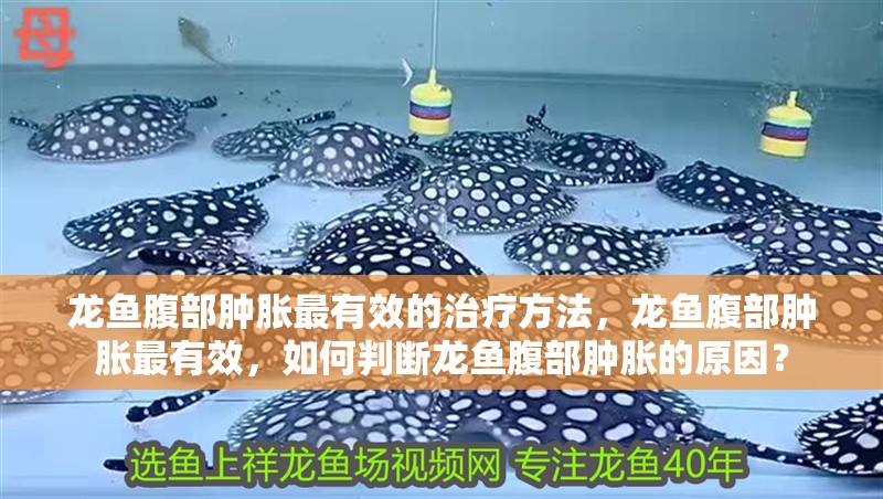 龍魚腹部腫脹最有效的治療方法，龍魚腹部腫脹最有效，如何判斷龍魚腹部腫脹的原因？