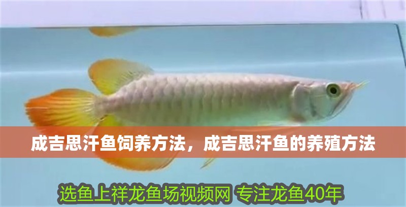 成吉思汗魚飼養方法，成吉思汗魚的養殖方法