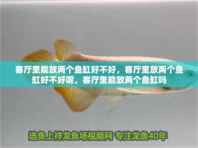 客廳里能放兩個魚缸好不好，客廳里放兩個魚缸好不好呢，客廳里能放兩個魚缸嗎
