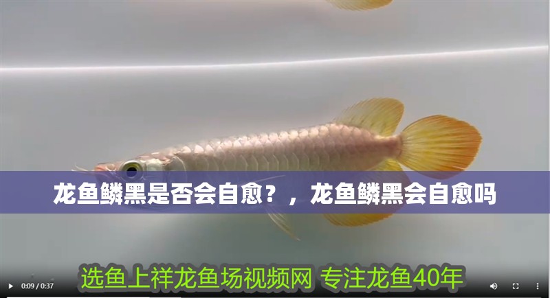 龍魚鱗黑是否會自愈？，龍魚鱗黑會自愈嗎