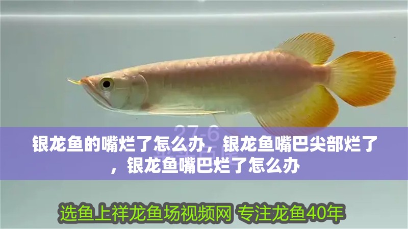 銀龍魚的嘴爛了怎么辦，銀龍魚嘴巴尖部爛了，銀龍魚嘴巴爛了怎么辦
