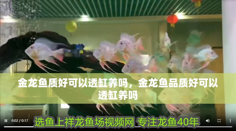 金龍魚質好可以透缸養嗎，金龍魚品質好可以透缸養嗎
