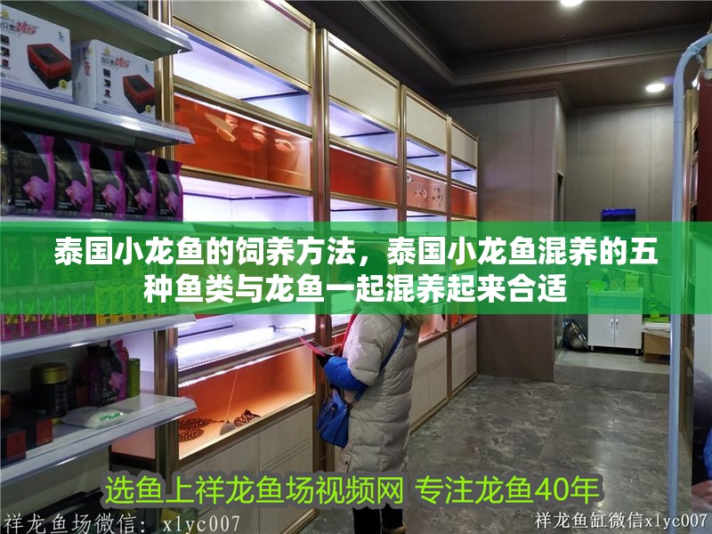 泰國小龍魚的飼養方法，泰國小龍魚混養的五種魚類與龍魚一起混養起來合適