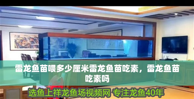 雷龍魚苗喂多少厘米雷龍魚苗吃素，雷龍魚苗吃素嗎
