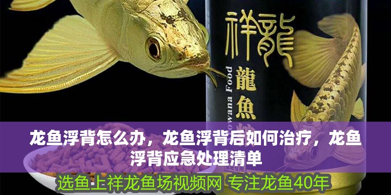 龍魚浮背怎么辦，龍魚浮背后如何治療，龍魚浮背應急處理清單