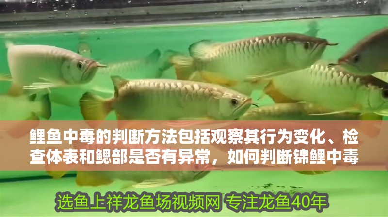 鯉魚中毒的判斷方法包括觀察其行為變化、檢查體表和鰓部是否有異常，如何判斷錦鯉中毒